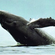 Image for article titled Humpback Whales Teach Humans to Build Better Wind Turbines